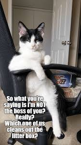 Top 25 Memes Of The Week Cheezburger Users Edition 81 Funny Animal Memes Funny Animal Jokes Cute Cat Memes