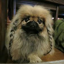 Pekingese is a very brave little dog, sensitive, independent and extremely affectionate with its master. 110 Beautiful Pekingese Ideas Pekingese Pekingese Dogs Dogs