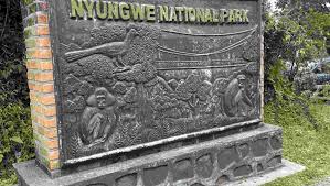 Image result for Polystachya bruechertiae