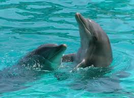 Which Is The Smartest Animal Animals Ocean Animals Dolphins