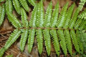 Image result for Dryopteridaceae