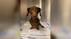 Check spelling or type a new query. Rolf Was Surrendered To The Shelter With Ivdd By Dachshund Rescue South Florida