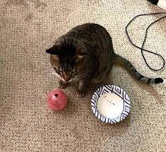 Interactive cat foraging puzzle *easy diy* i've seen lots of different cat foraging puzzles online and wanted to make my own one. 17 Puzzles On Amazon That Actually Challenge Cats