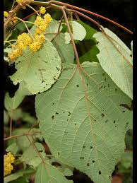 Image result for Urera