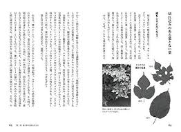 葉っぱはなぜこんな形なのか 植物の生きる戦略と森の生態系を考える 林 将之 本 通販 Amazon