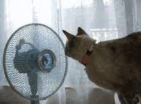 Mini fan dc 5v /kipas usb mini fan adalah sebuah kipas angin mini dengan ukuran mini (15cm) desain mini usb mini fan ini hadir dengan desain yang unik dan menarik karena bentuknya yang. Mini Fan Gifs Get The Best Gif On Giphy