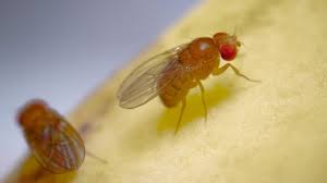 Complete Life Cycle of the Fruit Fly - YouTube