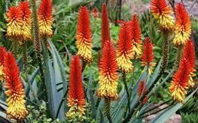 Özellikle son yıllarda aloe vera (tıbbi sarısabır) bitkisinin adını duymayan yoktur herhalde. Aloe Vera Nasil Yetistirilir Ve Ekilir Aloe Vera Bakimi Ve Koklendirme