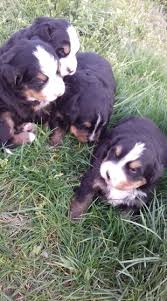 Le bon coin animaux tarn. Recherchez Vente Ou Occasion Animaux Annonce Gratuite Sur Marche Fr