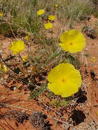 Image result for Tribulus zeyheri