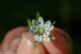 Image result for Stellaria
