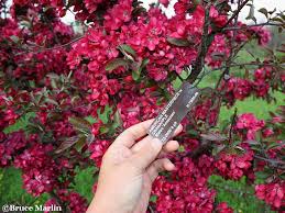 But there are a number of north american species with commercial possibilities, although many are neglected. Family Rosaceae Fruit Trees North American Insects Spiders