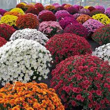 Pot up plants after the first frost in the fall; How To Grow Chrysanthemums For Fall Color Dengarden