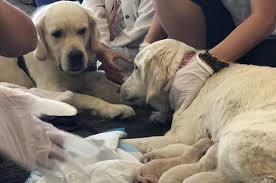 We are professional, compassionate breeders who take great pride in raising happy healthy puppies that make the best. This Dog Gave Birth To A Litter Of Puppies In The Middle Of A Florida Airport