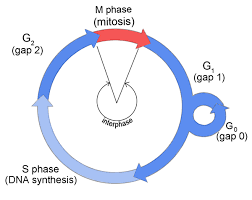 Maybe you would like to learn more about one of these? 3 Stages Of Cell Cycle In Order Slide Share