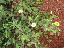 Image result for Xylia africana