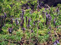 Image result for Plectranthus alboviolaceus