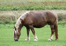 Mare Wikipedia