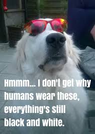 Black And White Great Pyrenees Dog Pin By Lisa Anderson On The Pyrfect Breed Great Pyrenees Mountain Dogs Kuvasz