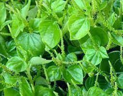 5 Jenis Tanaman Obat Healthtozone Healthtozone Tanaman Obat Tanaman Menanam
