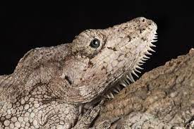 Cuban False Chameleon Chamaeleolis Captive Cuba West Indies Central America Photographic Print Janette Hill Art Com Chameleon Central America Pet Portraits