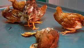 Newcastle disease (nd) is a disease of major importance for poultry and other birds. Newcastle Disease Veterinaria Digital