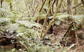 Image result for Cyathea capensis