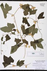 Image result for Cayaponia