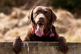 Dog S Colour Linked To How Long They Live And Their Chance Of Serious Illnesses