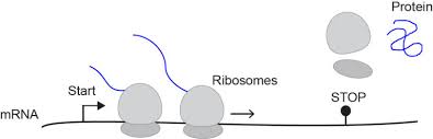 Nov 17, 2020 · the pfizer vaccine and the moderna vaccine use synthetic mrna that contains information about the coronavirus's signature spike protein. The Life And Death Of A Single Mrna Molecule Hubrecht Institute