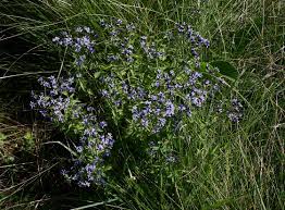 Image result for Haumaniastrum dissitifolium