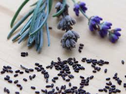 (look up your zone's last frost, here). Black Gold How To Grow Lavender From Seed