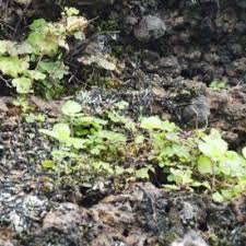 Image result for Parkeriaceae