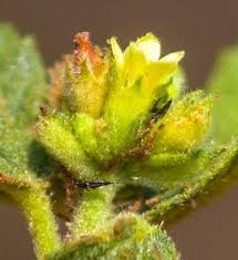 Image result for Waltheria