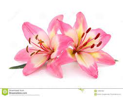 Photo About Two Pink Lily Isolated On White Background Image Of Lily Colors Closeup 123801857 Pink Lily Flower Lily Flower Tattoos Pink Lily