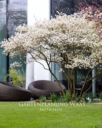 Die Schonsten Pflanzen Fur Den Modernen Garten Felsenbirne Amelanchier In 2020 Moderner Garten Pflanzen Vorgarten