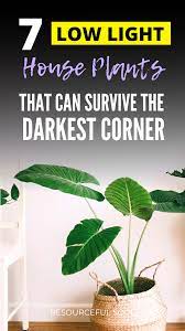 7 Low Light House Plants That Can Survive Even The Darkest Corner Resourceful Soul Low Light House Plants Plants Tropical House Plants