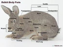 rabbit muscle anatomy rabbit anatomy body areas rabbit