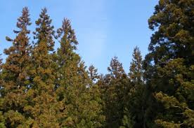 ãã¹ã®è±ç² ç¡æç»åãã®ç»åæ¤ç´¢çµæ