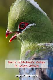 Garden Birds Of South Africa Oystercatchers Turacos And Other Birds In South Africa Sudafrika Wale Und Delfine Exotische Tiere