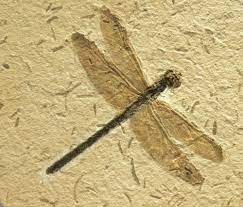 Fossil Dragonfly Araripegomphus Andreneli Fossil 2 519 6 4 Cm Wingspan 2 20 5 6 Cm Head Body Length Matrix Amber Fossils Fossil Fossil Art