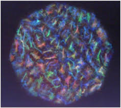 Image result for Pollia condensata