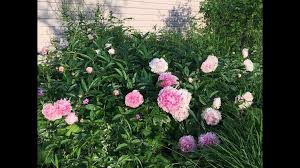 Check spelling or type a new query. My Beautiful Pink Peony Flowers Are Blooming Peony Flower Flowers Perennials Pink Peonies