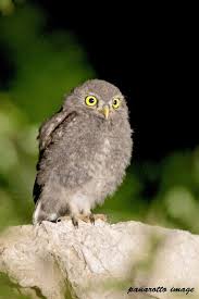 Maybe you would like to learn more about one of these? Civetta J 2 Owl Animals Birds