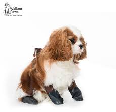 Bella Is Wearing A Cocoa In Size Small Walkeepaws Paw Pooch Waterproof Leggings