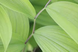 Image result for Clutia sessilifolia