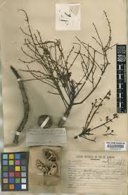 Image result for Antrocaryon nannanii