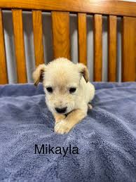 Foster home needed for puppies