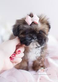 The sturdy little shih tzu or chrysanthemum dog has big dark eyes and a sweet expression with a prominent underbite. Teacup Shih Tzu Miniature Page 1 Line 17qq Com