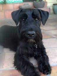 Maybe you would like to learn more about one of these? Cole Coal Black Cole As In Cole Porter Img 20150324 142822 594 Schnauzer Grooming Miniature Schnauzer Schnauzer